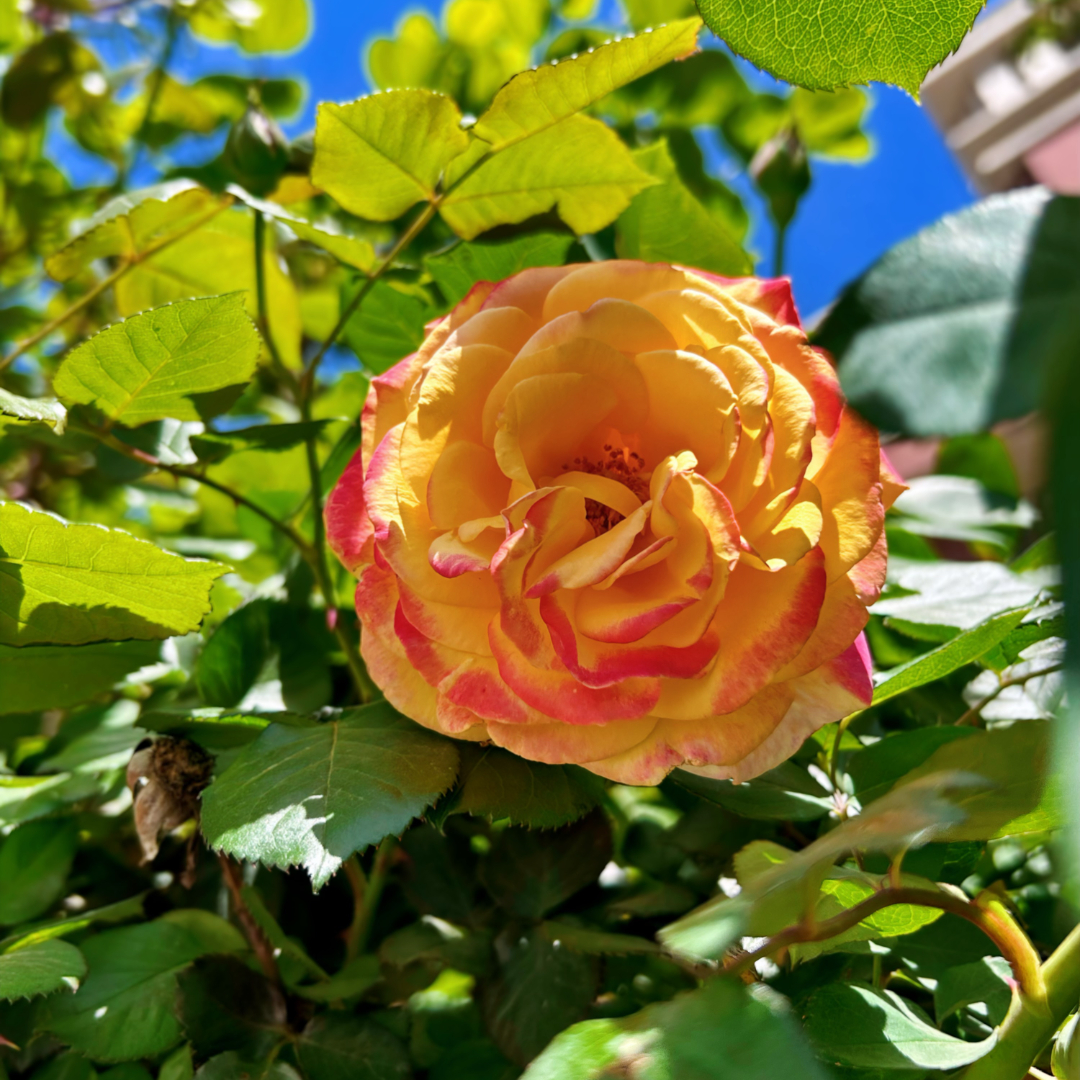 d168bef1a84205863924a74ed59dd38.jpg