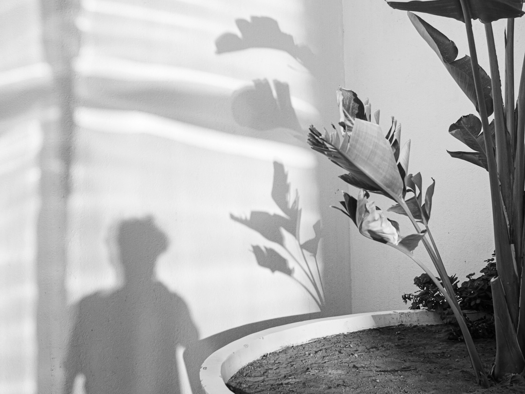pexels-simeon-stoilov-14534010.jpg