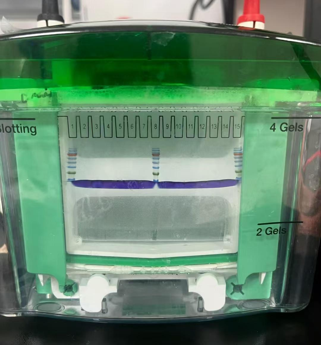 星博士小课堂|蛋白电泳的这些小细节你真的注意到了吗？ - 知乎